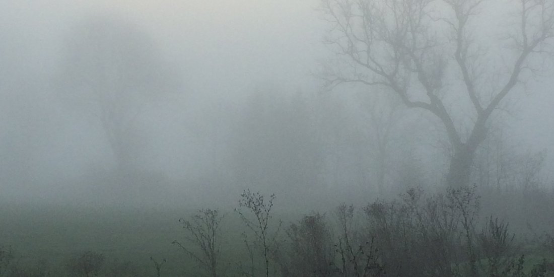 weite Wiese in dichtem Nebel, Bäume sind nur schemenhaft zu erkennen